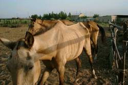 Geldy's horses