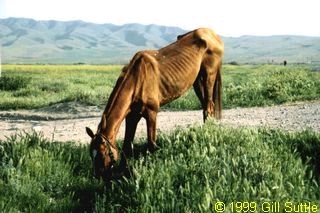 Anau, Turkmenistan